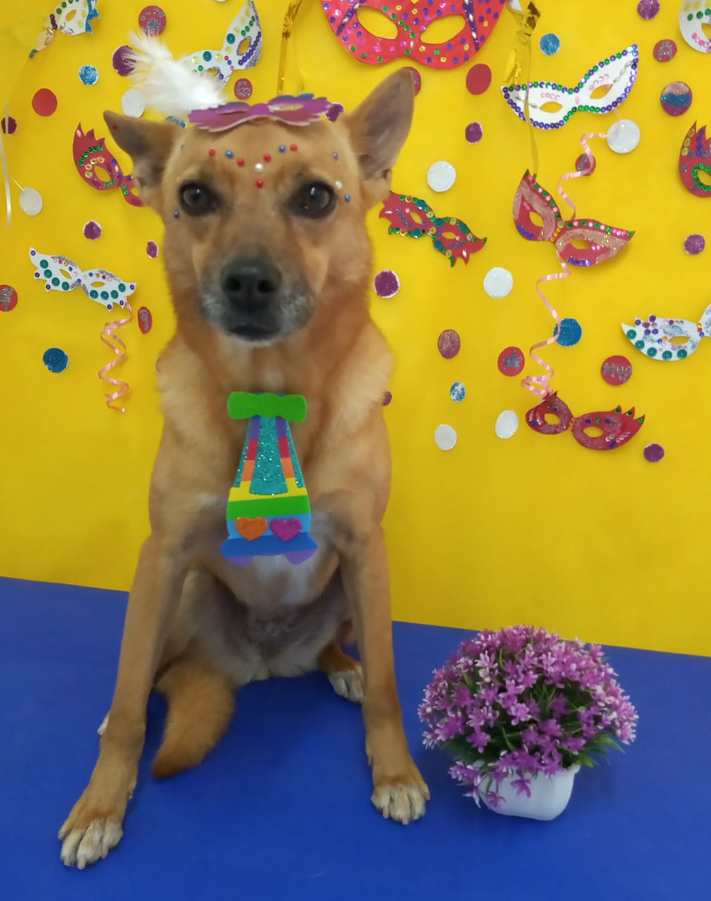 WhatsApp Image 2020-02-05 at 17.07.04.jpeg